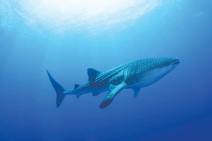 Whale Shark Watching and Snorkeling Near Cancun: Swim With Gentle Giants photo 6
