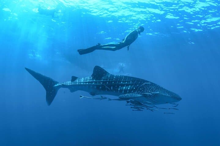 Whale Shark Watching and Snorkeling Near Cancun: Swim With Gentle Giants