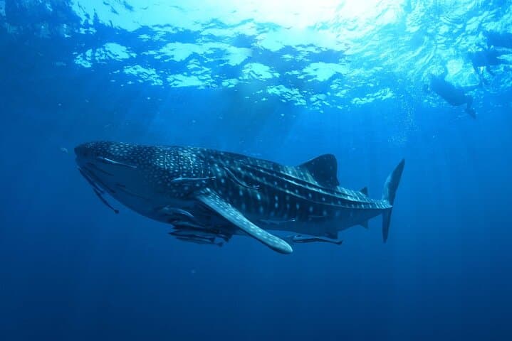 Whale Shark Watching and Snorkeling Near Cancun: Swim With Gentle Giants photo 4