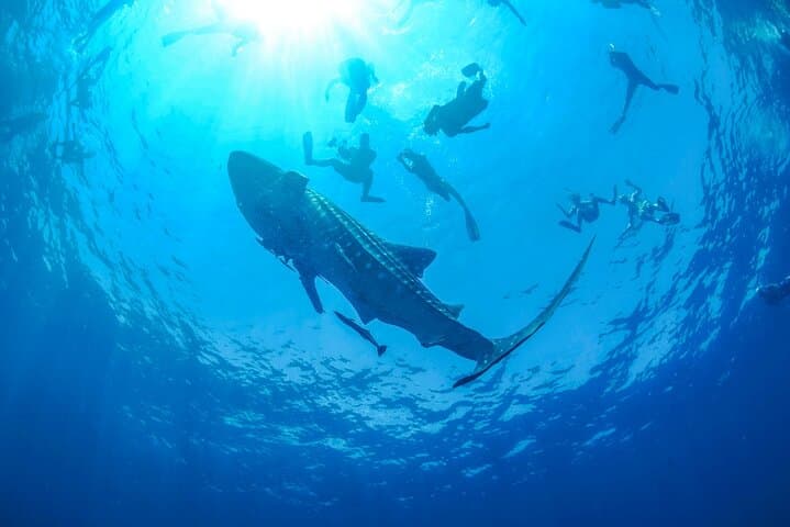 Whale Shark Watching and Snorkeling Near Cancun: Swim With Gentle Giants photo 2