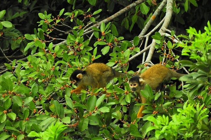 4-Day Tambopata Eco Jungle Adventure in Peru's Amazon Reserve photo 2
