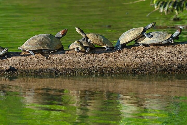 4-Day Tambopata Eco Jungle Adventure in Peru's Amazon Reserve photo 5