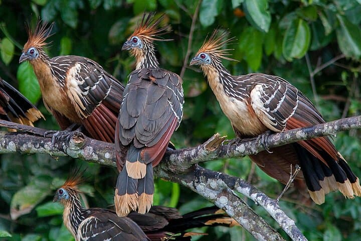 4-Day Tambopata Eco Jungle Adventure in Peru's Amazon Reserve photo 6