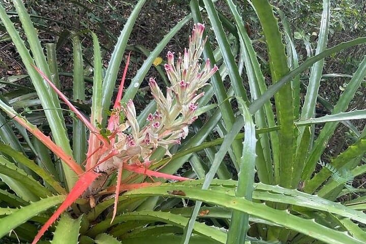 Eastern Puerto Rico Full-Day Tour — El Yunque, Luquillo & Loíza Beaches photo 3