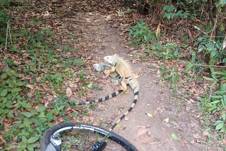Tortuguero Coastal MTB Ride to a Hidden Spring and Cave photo 6
