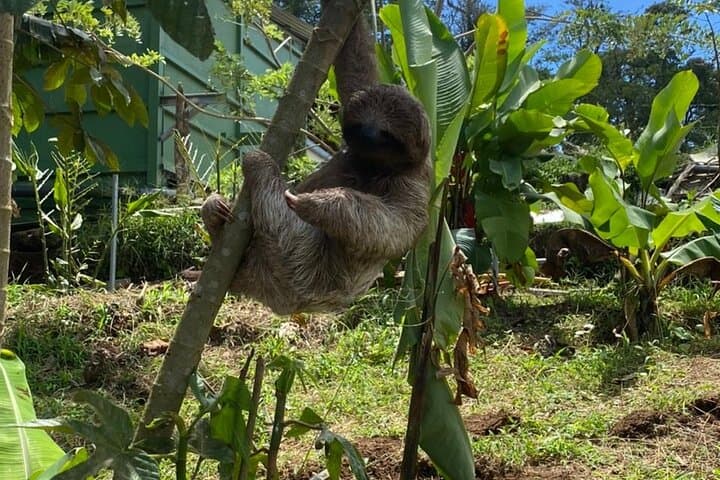 Bijagua Ranas Rainforest Tour from La Cruz — Frog Watching & Wildlife Walks photo 6