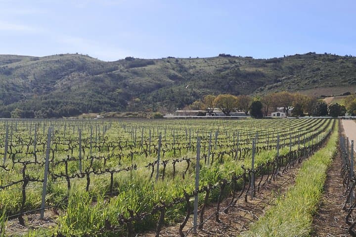 Private Full-Day Stellenbosch Wine Tour from Cape Town: Pinotage & Vineyard Tastings photo 2