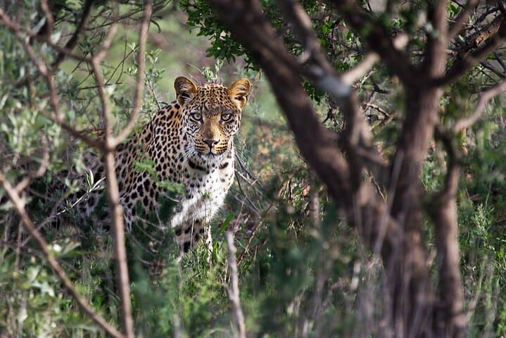 Gaborone Day Tour: Mokolodi Game Drive, Reptile Park & Notwane River Cruise