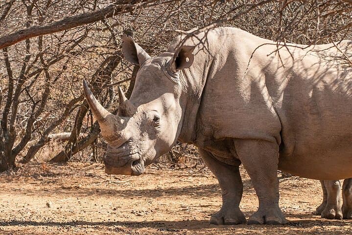 Gaborone Day Tour: Mokolodi Game Drive, Reptile Park & Notwane River Cruise photo 2