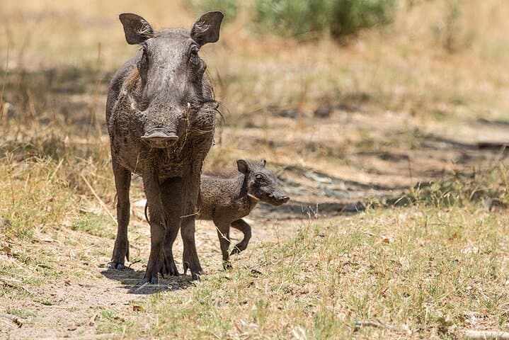 Gaborone Day Tour: Mokolodi Game Drive, Reptile Park & Notwane River Cruise photo 4