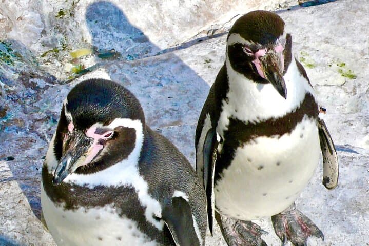 Day Trip from Santiago to Zapallar: Penguins, Sandboarding & Paragliding Picnic photo 3