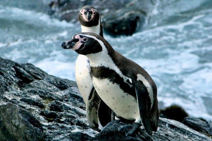 Valparaiso Penguin Boat Trip, Concon Sandboarding & Paragliding Day Tour photo 3