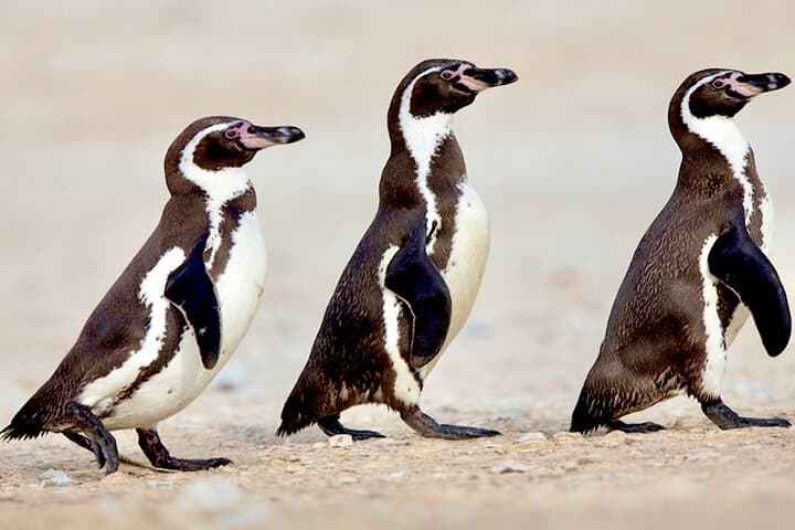 Day Trip from Santiago to Zapallar: Penguins, Sandboarding & Paragliding Picnic