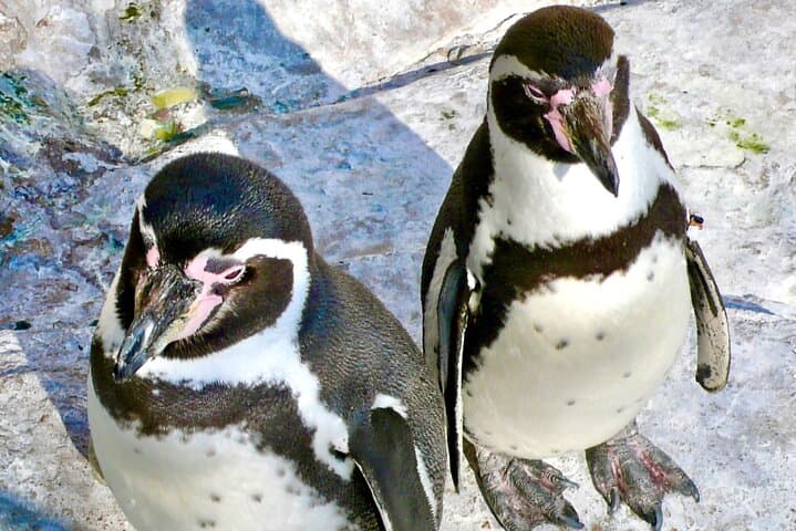 Valparaiso Penguin Boat Trip, Concon Sandboarding & Paragliding Day Tour