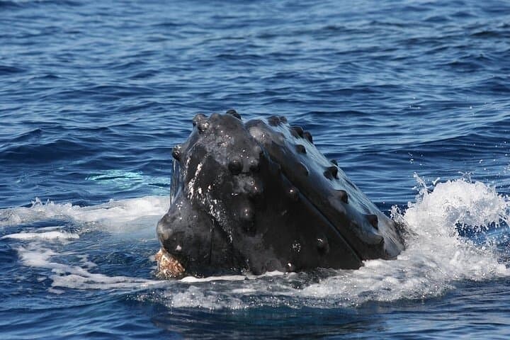 Sunset Whale Watch from Ma'alaea Harbor Aboard the Malolo photo 6