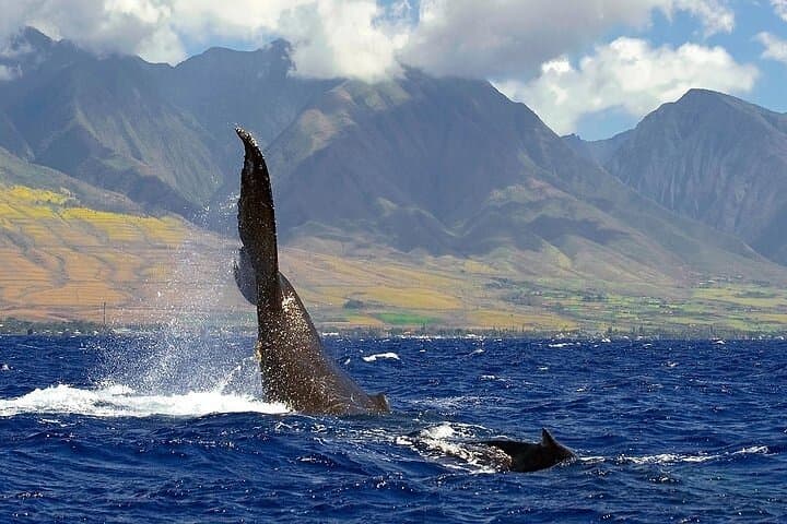 Sunset Whale Watch from Ma'alaea Harbor Aboard the Malolo photo 2