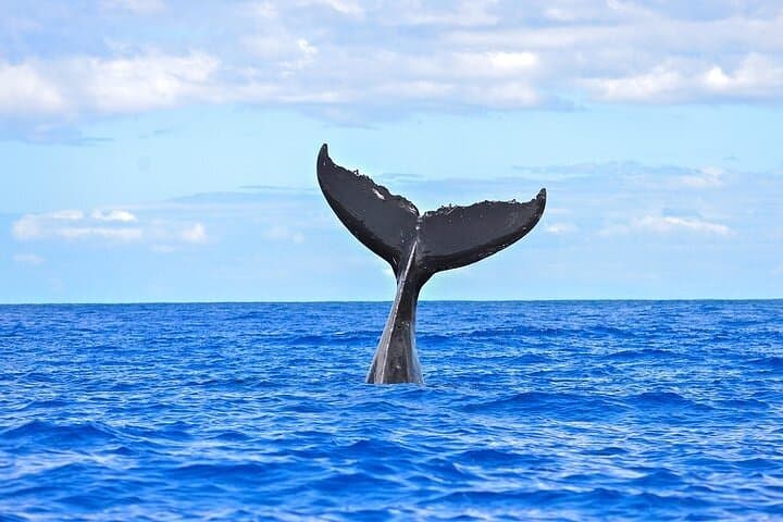 Sunset Whale Watch from Ma'alaea Harbor Aboard the Malolo photo 3