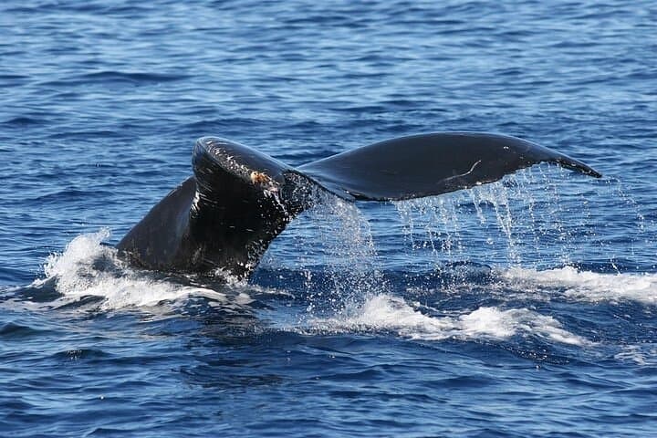 Sunset Whale Watch from Ma'alaea Harbor Aboard the Malolo photo 5