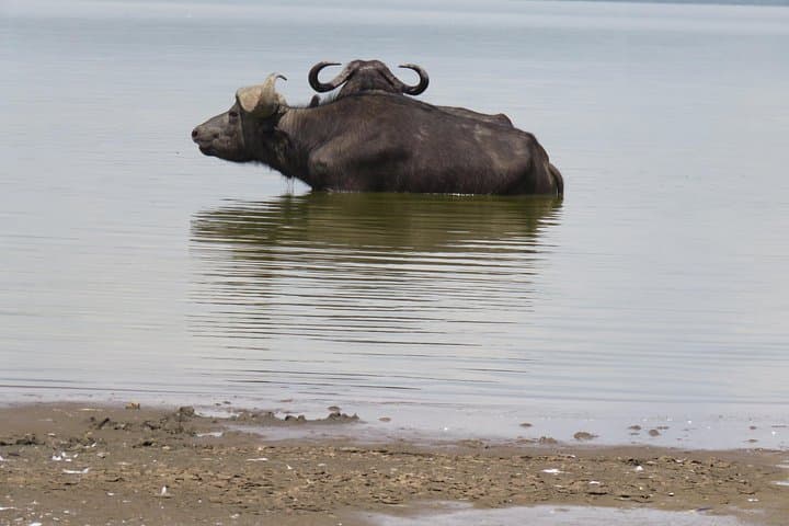 3-Day Masai Mara Safari from Nairobi: Big Five, Wildebeest Migration & Maasai Culture photo 4