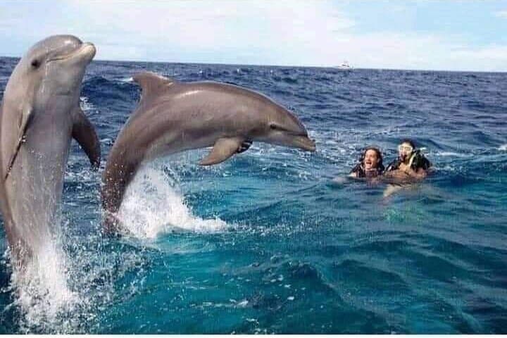 Mnemba Island Snorkeling & Dolphin Swim — Half-Day Tour from Nungwi photo 2