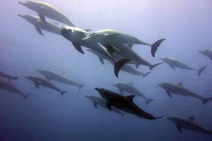 Mnemba Island Snorkeling & Dolphin Swim — Half-Day Tour from Nungwi photo 3