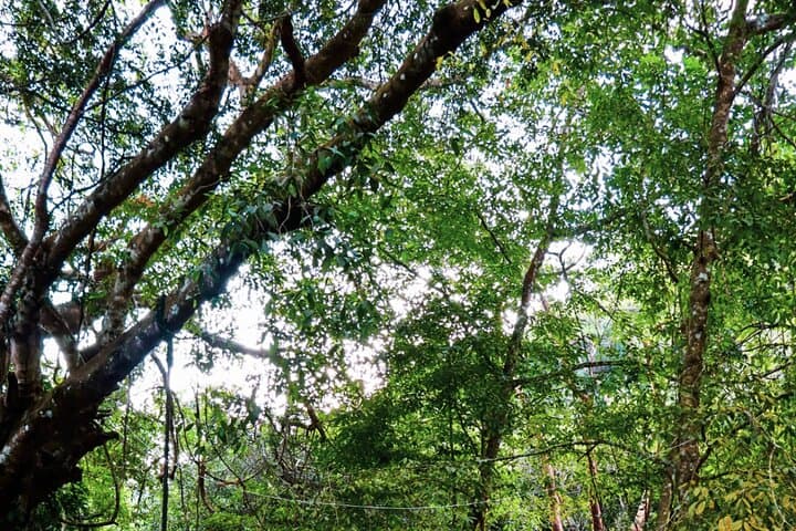 Nogalito Ecopark: Private 4‑Hour Jungle Hike with Breakfast Near Puerto Vallarta photo 2