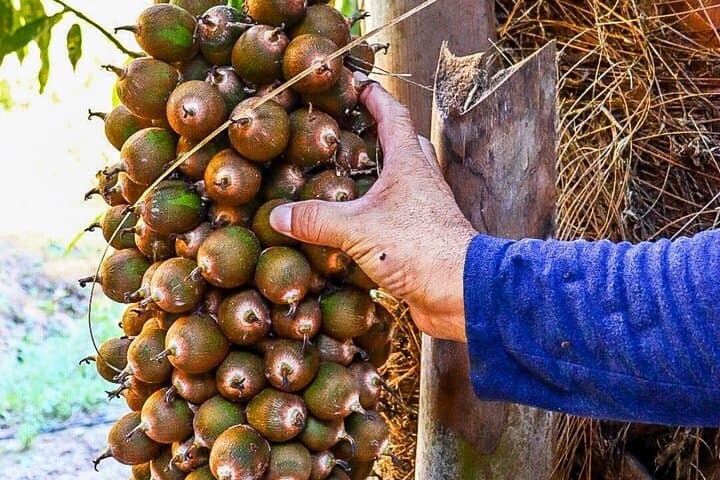 Nogalito Ecopark: Private 4‑Hour Jungle Hike with Breakfast Near Puerto Vallarta photo 4