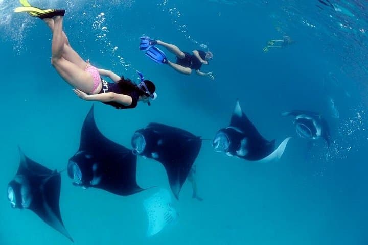 Nusa Penida VIP Private Boat: Snorkel with Manta Rays and Kelingking Cliff Tour photo 3