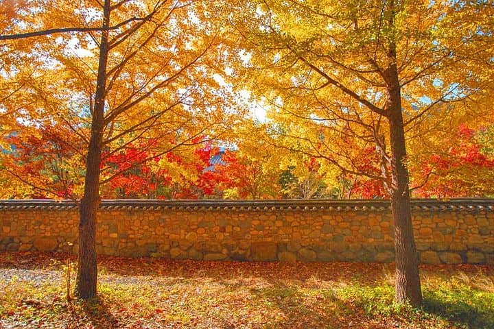 Autumn at Unmunsa: Day Tour to the Bhikkhuni Temple from Busan photo 4