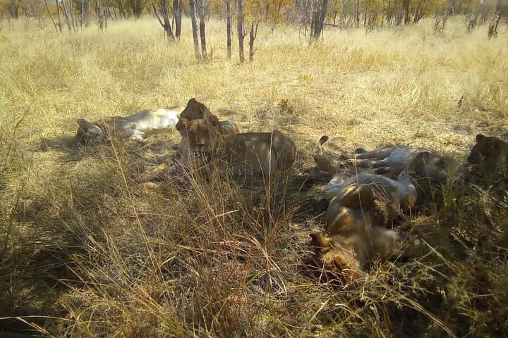 Full-Day Victoria Falls Safari Tour: Guided Falls, Bridge Walk, Game Drive & Boma Dinner photo 2