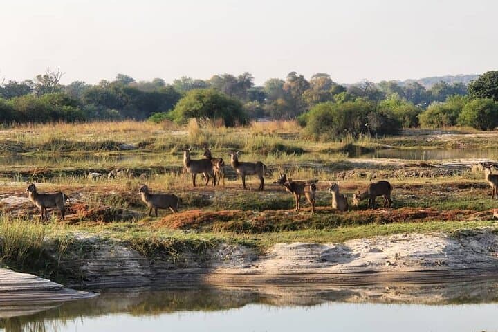 Full-Day Victoria Falls Safari Tour: Guided Falls, Bridge Walk, Game Drive & Boma Dinner photo 4