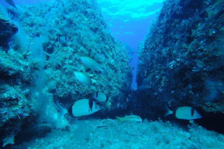 Paphos Glass-Bottom Cruise: 90-Minute Coastal Reef & Swim Experience photo 4