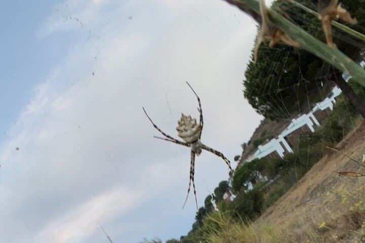 Wildlife Hiking in Barcelona's Collserola Hills: A 2-Hour Guided Escape photo 4