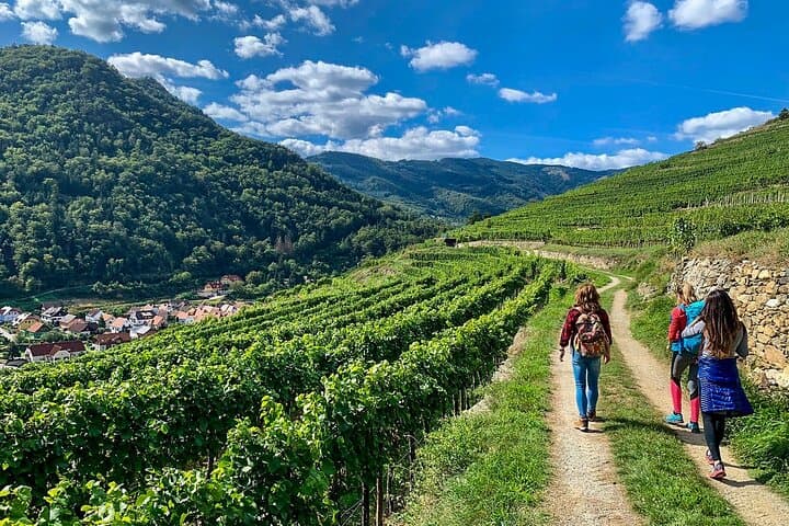 Wachau World Heritage Hike — Danube Panoramas, Vineyards & Heurigen Stops photo 6
