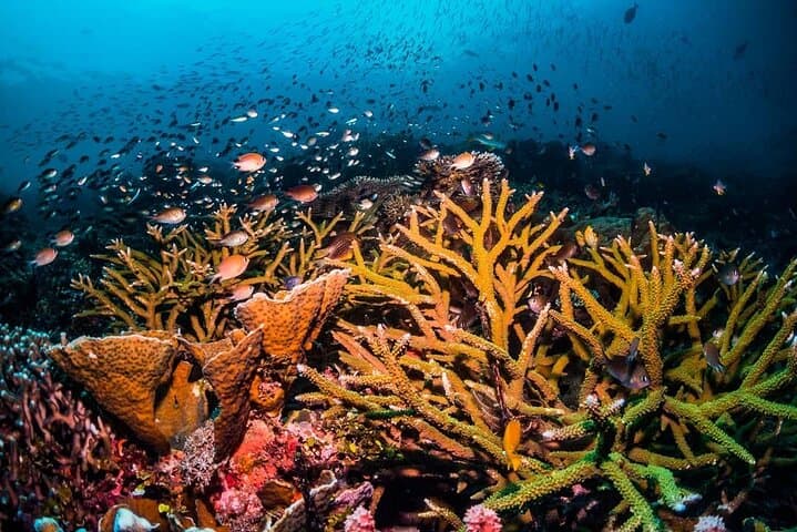 Zanzibar Blue Lagoon Snorkel, Starfish Point & The Rock — Full-Day Combo photo 4