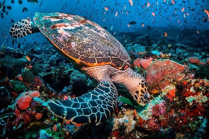 Zanzibar Full-Day: Blue Lagoon Snorkel, Starfish Beach & Stone Town Culture photo 1