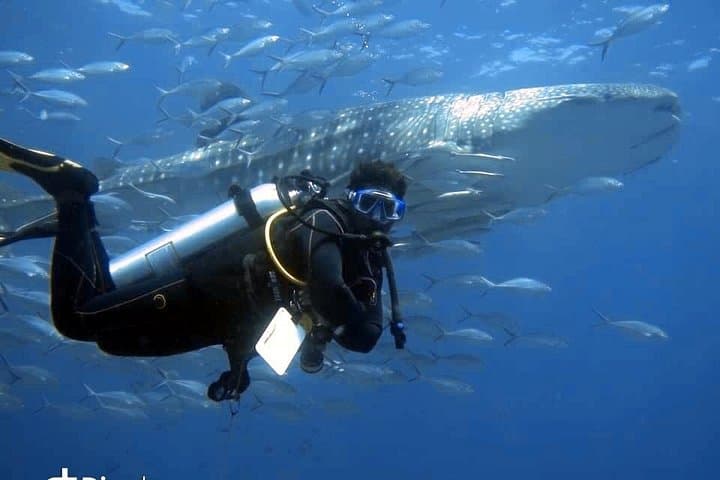 Day Trips to Daymaniyat Islands: Scuba Diving & Snorkeling from Muscat photo 1