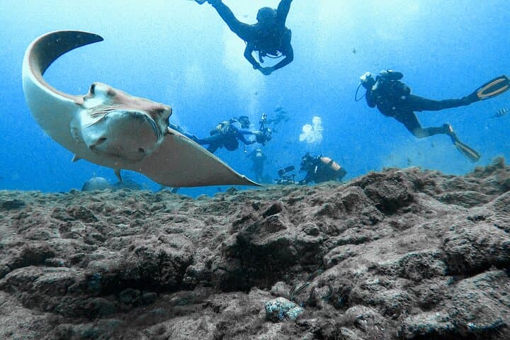 Intro Scuba in Tenerife: Beginner Dive at Stingray Bay photo 6