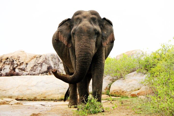 8-Day Private Sri Lanka Tour: Sigiriya, Kandy, Tea Country, Yala & Mirissa photo 2