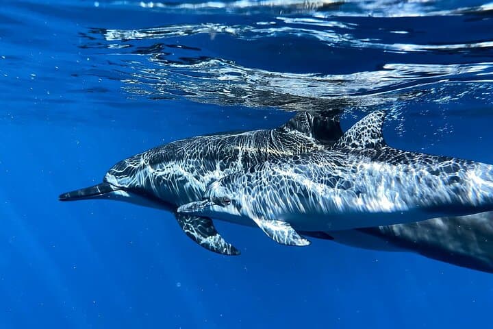 Private 3-Hour Luxury Ocean Charter from Kawaihae: Snorkel, Fish, Watch Whales photo 2