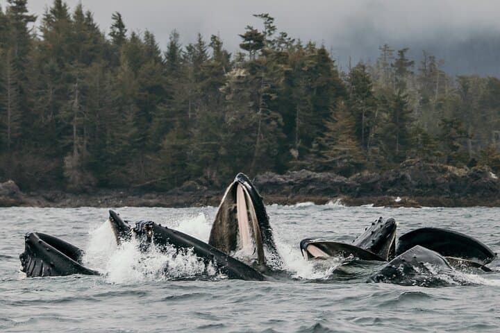 Sitka 2-Hour Marine Wildlife Tour — Whale Watching in Sitka Sound photo 1