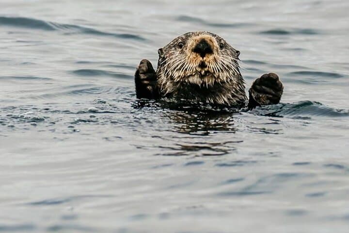 Sitka 2-Hour Marine Wildlife Tour — Whale Watching in Sitka Sound photo 2