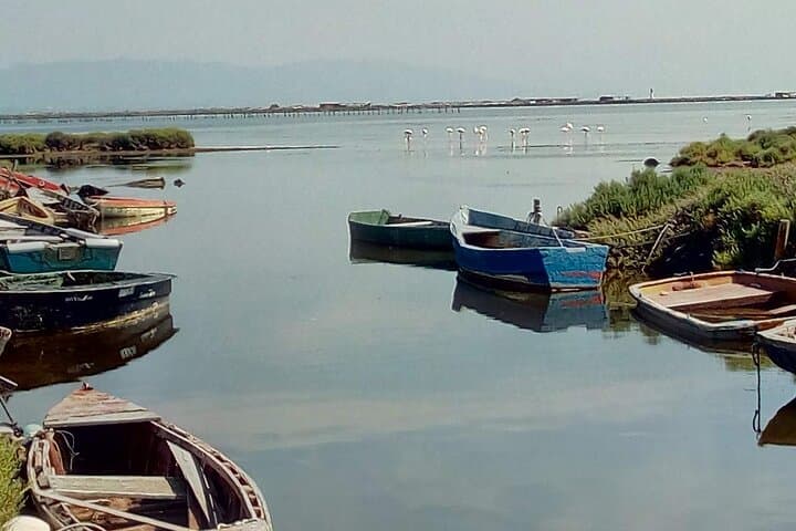 Guided Ebro Delta North Tour — Birdwatching, Rice Fields & Coastal Wetlands photo 3