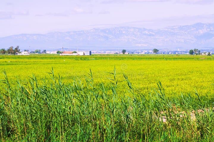 Guided Ebro Delta North Tour — Birdwatching, Rice Fields & Coastal Wetlands photo 5