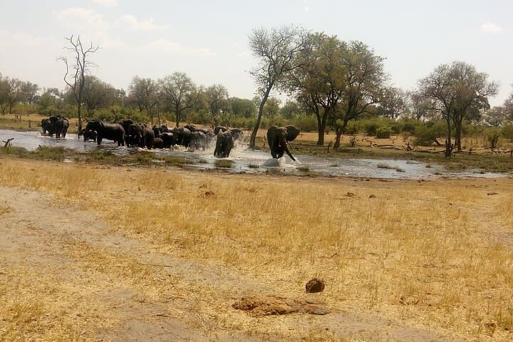 Elephant Trail Moremi Day Tour — Full-Day Safari from Maun into Moremi Game Reserve photo 5