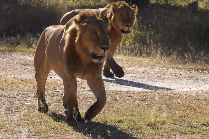 Elephant Trail Moremi Day Tour — Full-Day Safari from Maun into Moremi Game Reserve photo 6