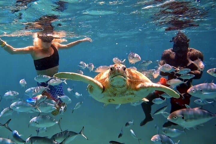 Carlisle Bay Turtle Snorkel & Beach Lounger Tour — Glass‑Bottom Boat in Barbados