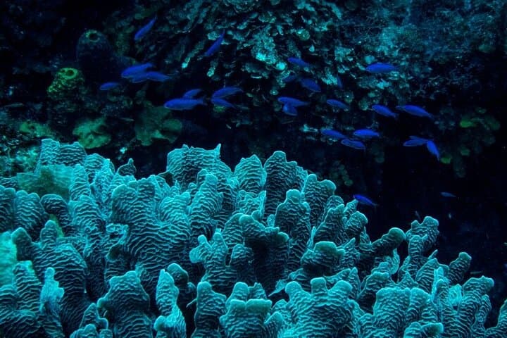 Night Snorkeling in Roatan: West Bay & Half Moon Bay After-Dark Reef Adventure photo 4