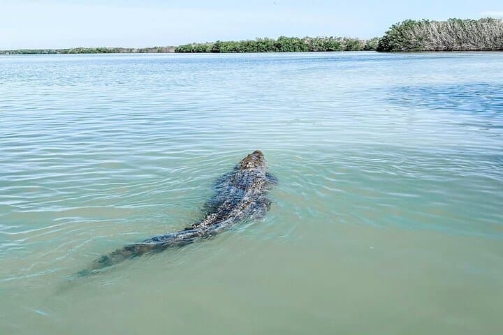 Full-Day Pink Lagoons & Río Lagartos Boat Tour from Mérida photo 5