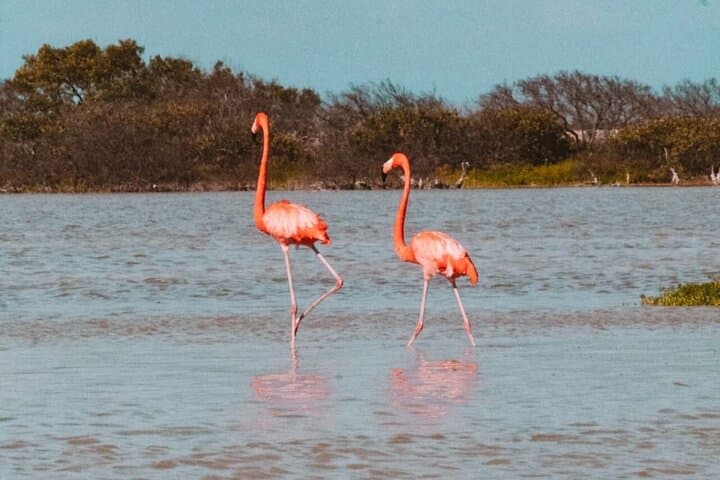 Full-Day Pink Lagoons & Río Lagartos Boat Tour from Mérida photo 2